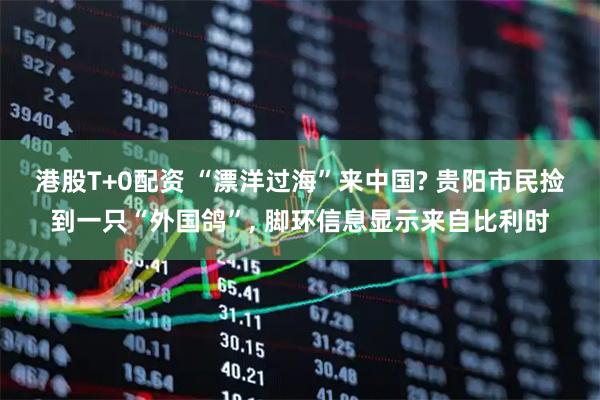 港股T+0配资 “漂洋过海”来中国? 贵阳市民捡到一只“外国鸽”, 脚环信息显示来自比利时